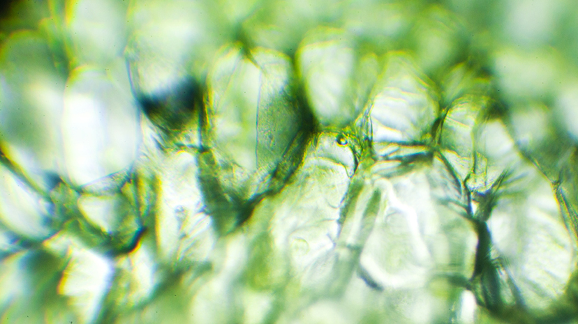 Сладкий перец под микроскопом