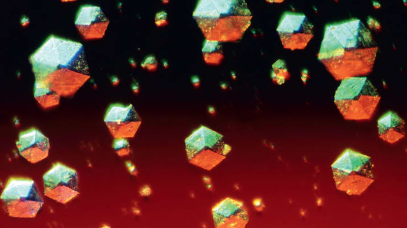 Кристаллы инсулина под микроскопом