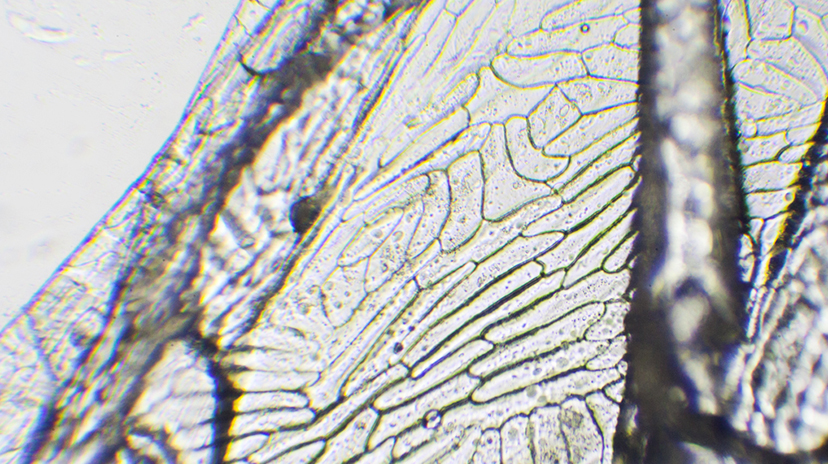 Арбуз под микроскопом